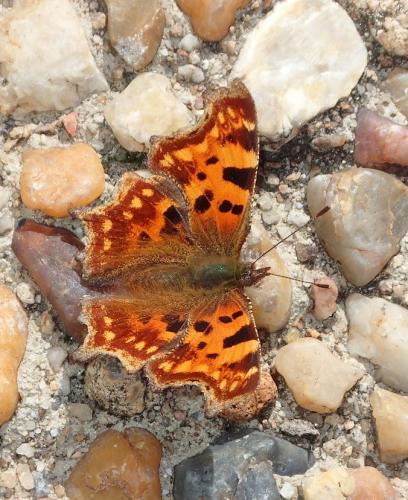Réf. 269 138 : Polygonia c-album